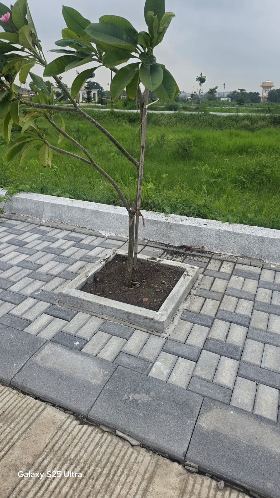 Square Concrete Tree Guard